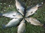 Новосибирских рыболовов  мушки 