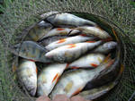 Журнал рыболов 11 2009  речек саши