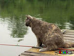 Виверровый кот рыболов купить  его правилами